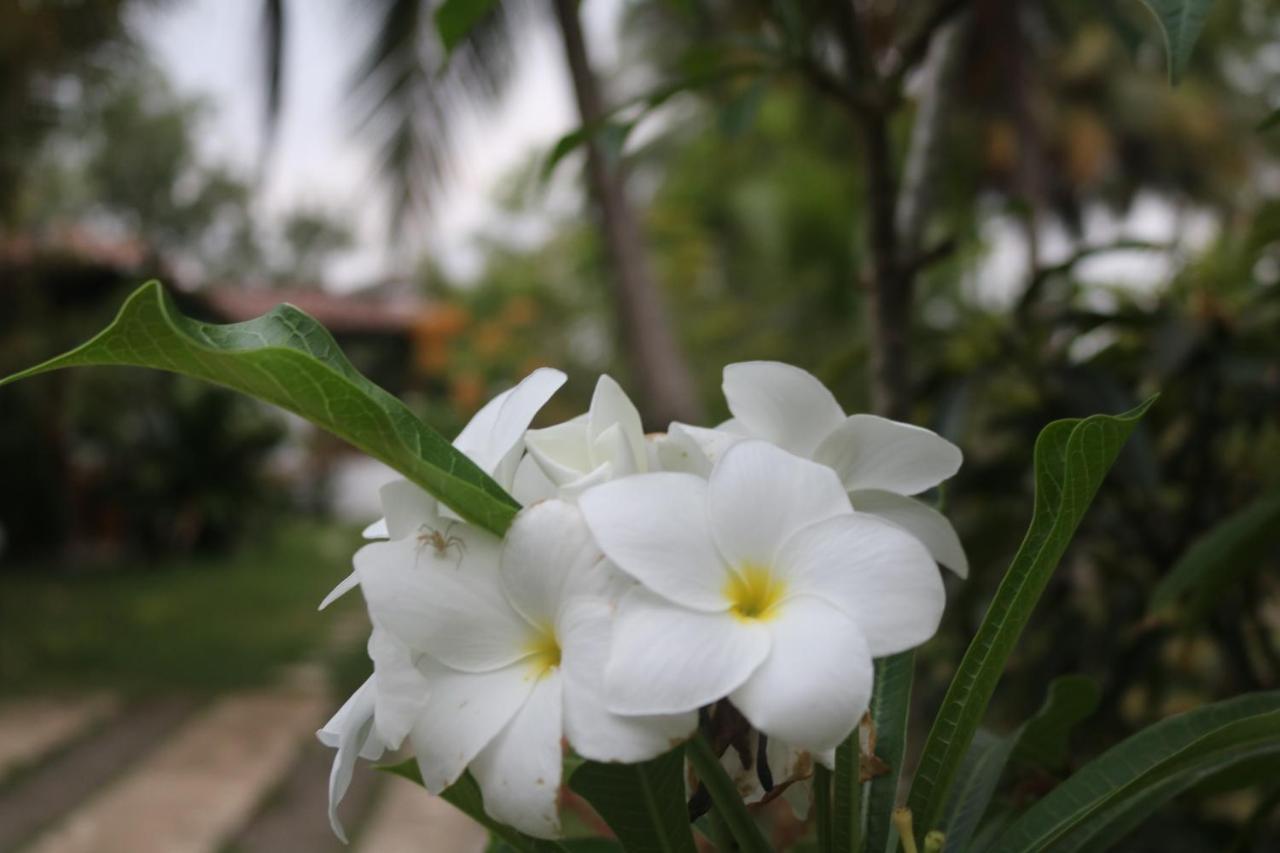 Coconut Island Villa Tangalle Esterno foto